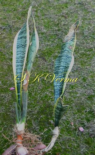  Plant